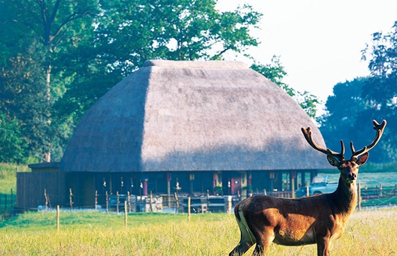 PAVILLON DU CONGO